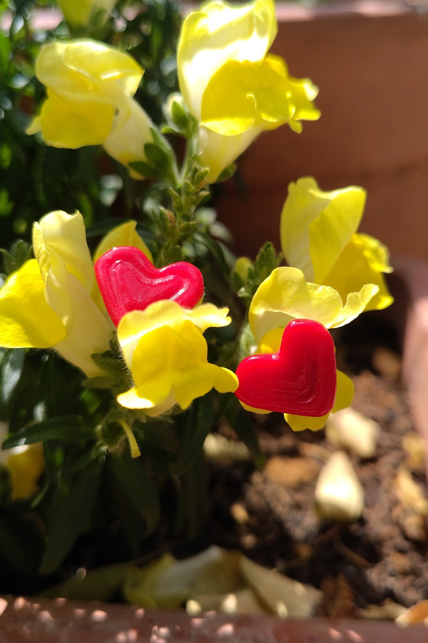 Pendientes DULCE CORAZÓN Rojo