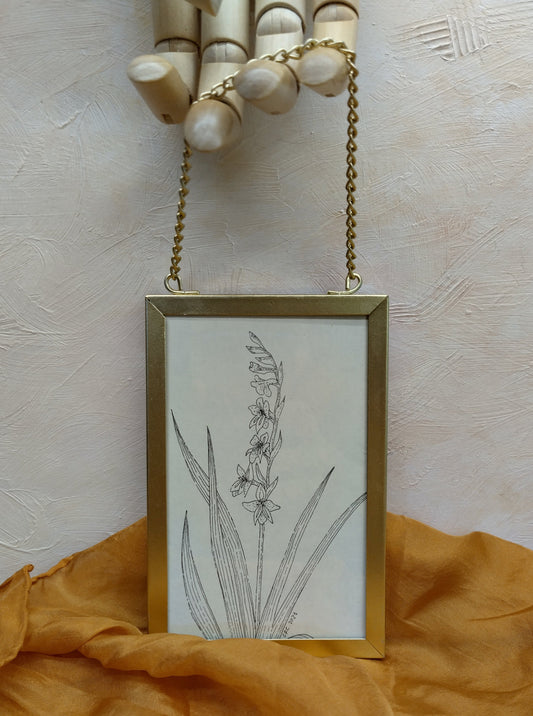 Ilustración "Gladiolus Communis"