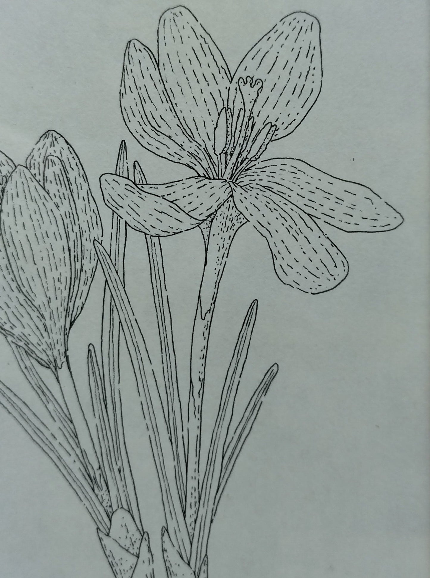 Ilustración "Crocus Vernus"