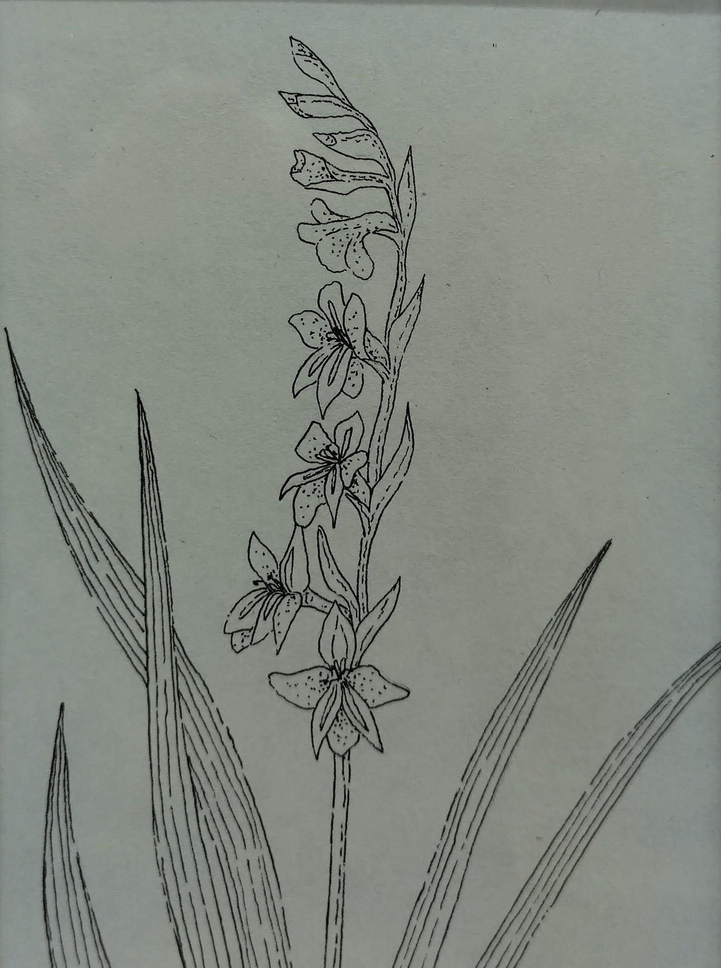 Ilustración "Gladiolus Communis"