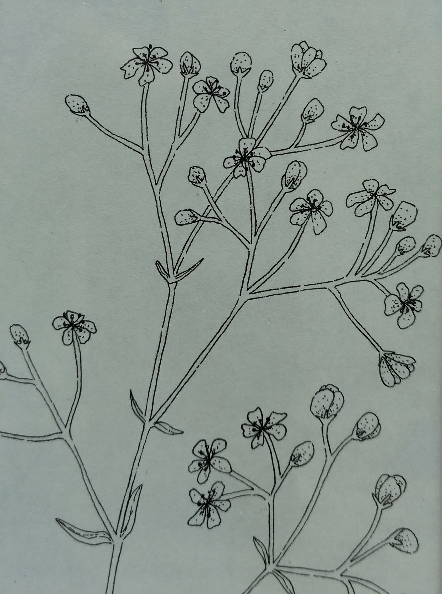 Ilustración "Gypsophila Elegans"