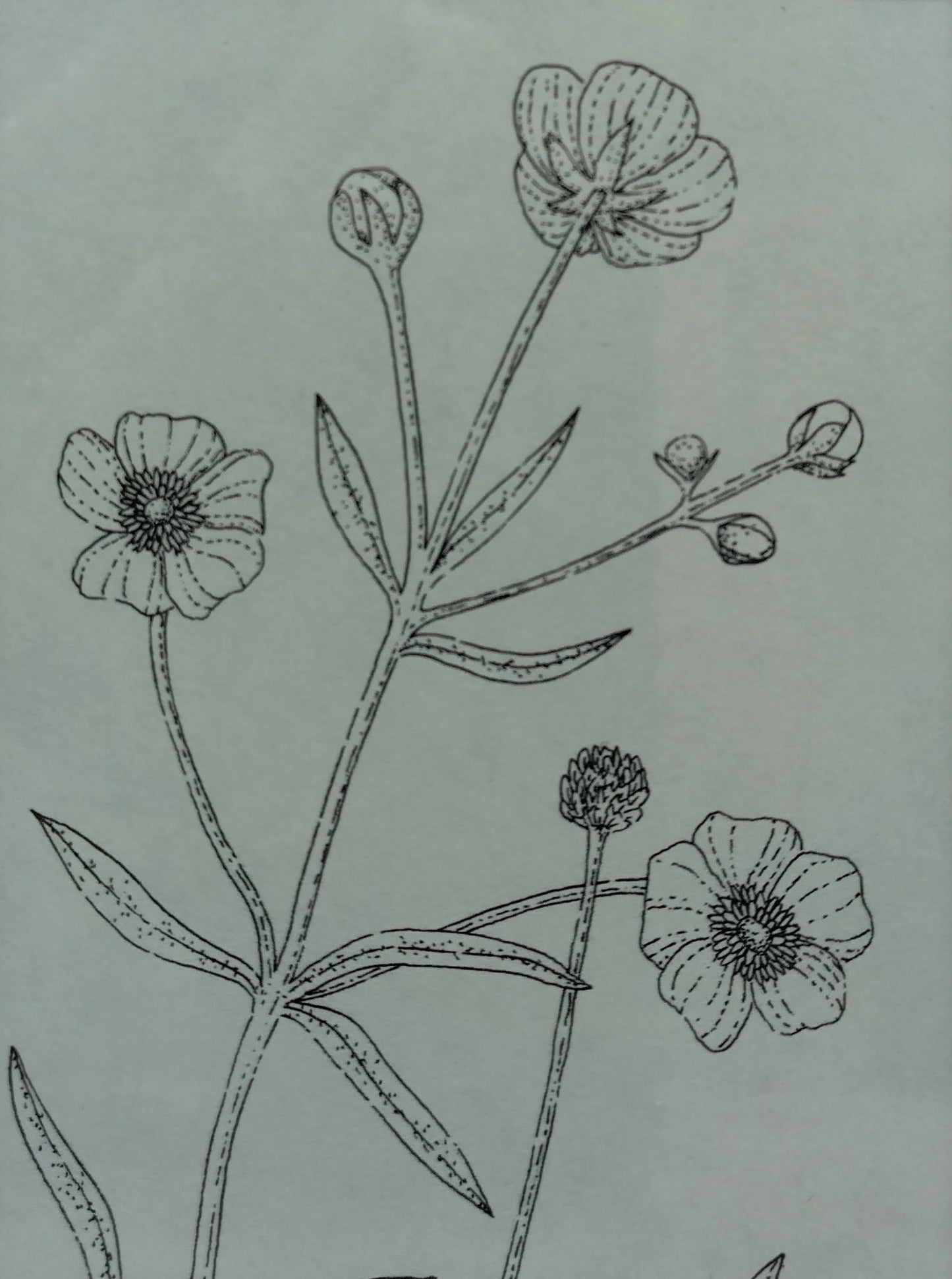 Ilustración "Ranunculus Acris"